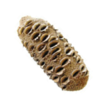 Noix de Banksia Grandis "Exceptionnelle" poids supérieur à 1000g