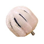 Coton de polissage pour KJ140R -2 pièces